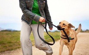 Как отучить щенка убегать от хозяина на прогулке