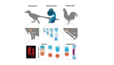 Парк куриного периода: учёные вырастили ногу динозавра у курицы