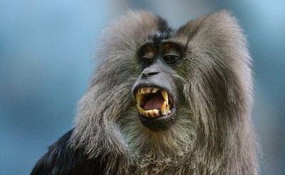Почему обезьяны не могут говорить? - «наука»