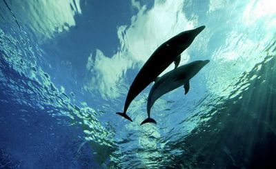 Представьте, что вы дельфин - «наука»