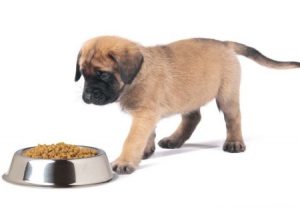 Преимущества и разновидности сухого корма для собак