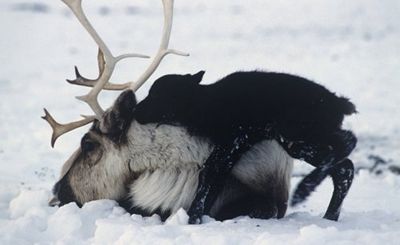 Северный олень как невоспетое чудо природы - «наука»