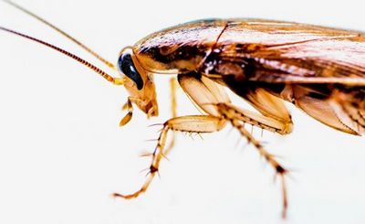Вся правда о тараканах: у них своя миссия на земле - «наука»